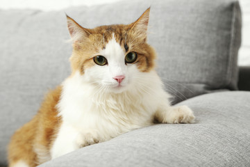 Fototapeta na wymiar Beautiful cat on a grey sofa, close up