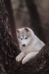 Obraz premium Puppy. Portrait on the tree in outdoor.
