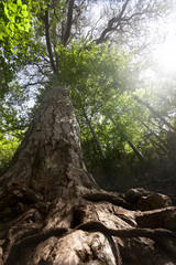Fototapeta premium Giant Pine tree