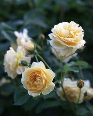 Yellow garden roses