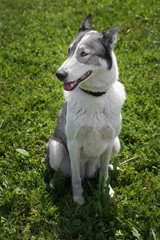 Dog playing on grass in park