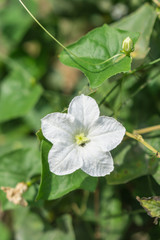 Ivy gourd flower on the ground