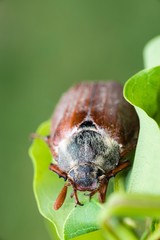 Feldmaikäfer/ Gemeiner Maikäfer/ Feld-Maikäfer (Melolontha melolontha) auf Blatt einer...