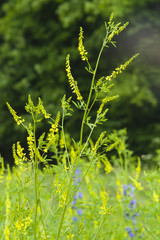 Yellow Sweet Clower or ribbed melitot, Melilotus officinalis, blooming in wild close-up with bokeh background, selective focus, shallow DOF