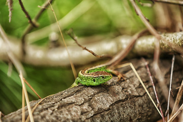 Small green lizard on the tree, close up