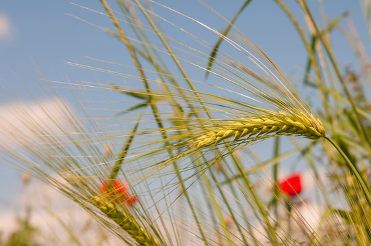 Triticale Ears