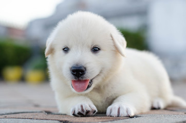 Obraz premium dog- puppy outdoors