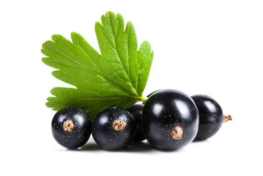 Black currant closeup. Ripe juicy sweet berries with green leaf on a white background.