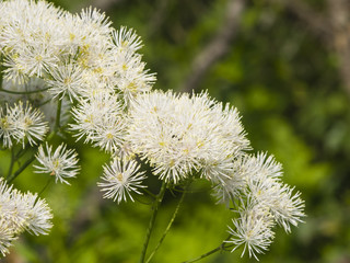Columbine meadow-rue, Thalictrum aquilegifolium, flowers with bokeh background macro, selective focus, shallow DOF