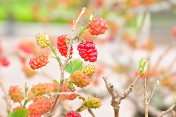 Mulberries