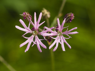 Ragged-Robin, Lychnis flos-cuculi, flowers detailed macro on bokeh background, selective focus, shallow DOF