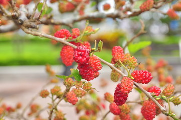 Mulberries