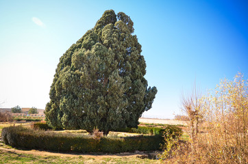 Ancient Cypress Tree in Iran