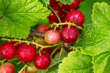 Berries of red currant on a branch after a rain