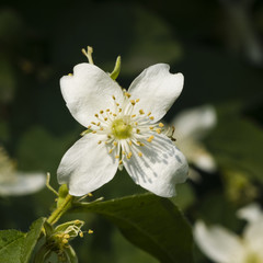White flowers on mock-orange shrub with bokeh background, macro, selective focus, shallow DOF