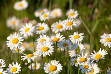 Fototapeta premium daisies in a meadow on a Sunny day