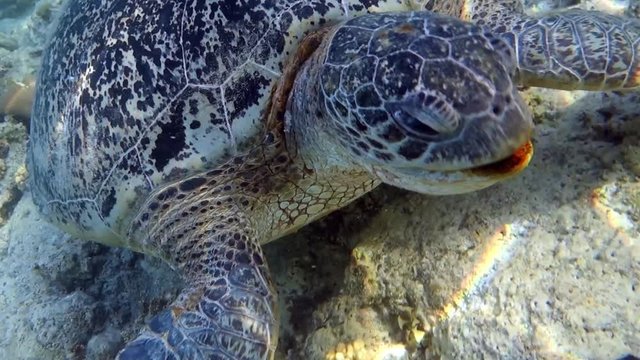 Movie clip - Loggerhead sea turtle Caretta caretta - Red Sea - Marsa Alam 