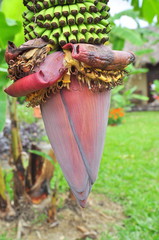 Banana flower in a coutryside in Vietnam