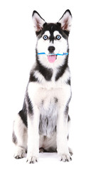 Naklejka na ściany i meble Beautiful cute husky puppy with tooth brush, isolated on white