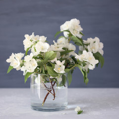 Mockorange in a glass vase