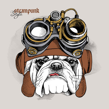 The image of the bulldog portrait in the Steampunk helmet. Vector illustration.