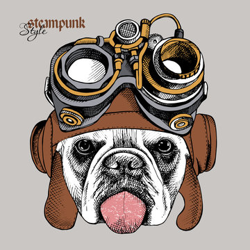 The image of the bulldog portrait in the Steampunk helmet. Vector illustration.