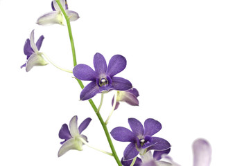 Purple orchid isolated on white background