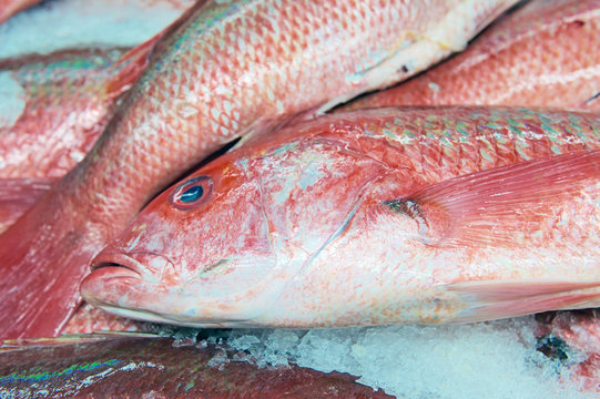 Fresh Red Snapper on Ice