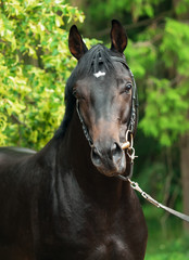 Obraz na płótnie Canvas portrait of of black sportive horse