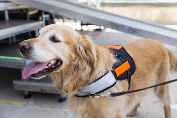 Guide and assistance dog
