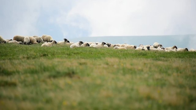 Sheep grazing high on mountain on alpine pasture