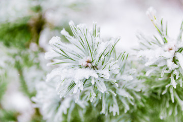 Pine branches covered in snow