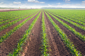 Fototapeta na wymiar Rows of corn field in in springtime. Horizontal view in perspec