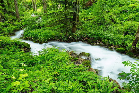 little creek flowing trough a green forest / Kleiner Bach fließt durch grünen natürlichen Wald im Gebirge
