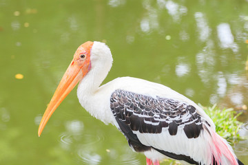 white bird in the river