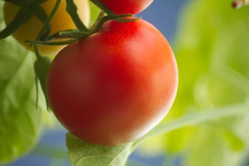 Tragetasche reife Tomate © GeFo