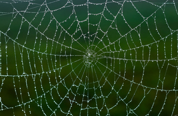 spiderweb