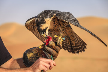 Peregrine Falcon training