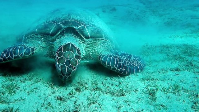 Movie clip - Loggerhead sea turtle Caretta caretta - Red Sea - Marsa Alam 