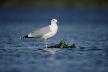 Caspian gull, Larus cachinnans