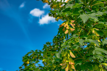 winged sycamore seeds on tree