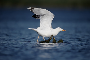 Caspian gull, Larus cachinnans