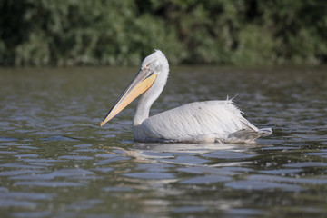 Dalmatian pelican, Pelecanus crispus