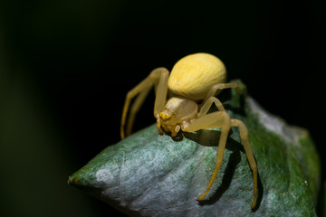 Araignée-crabe