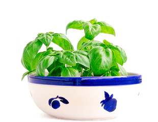 Basil young plants growing in a glazed earthenware bowl painted with blue.