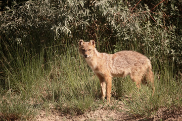 European jackal, Canis aureus moreoticus