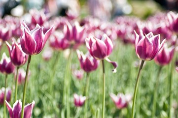 Obraz premium Close-up purple tulip field.