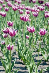 Fototapeta premium Tulip flower field.