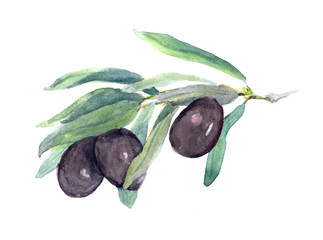 Olive branch - black olives vegetables and leaves. Watercolor
