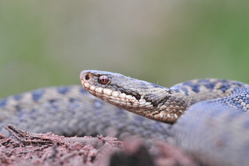 Kreuzotter Vipera berus Schlange